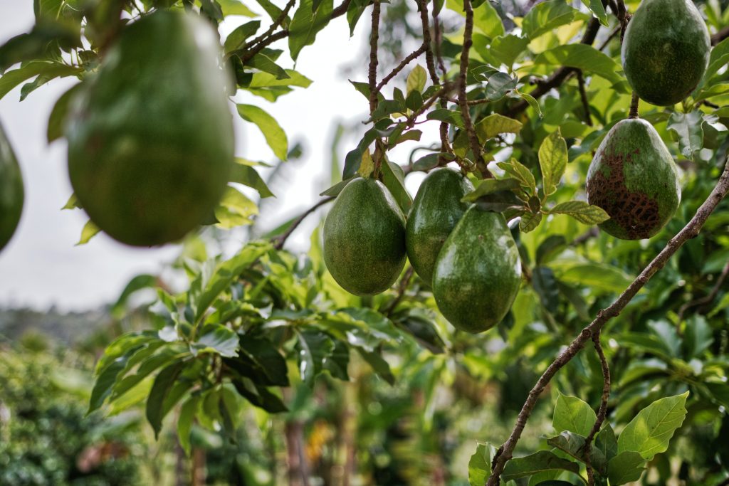 Agroalimentario