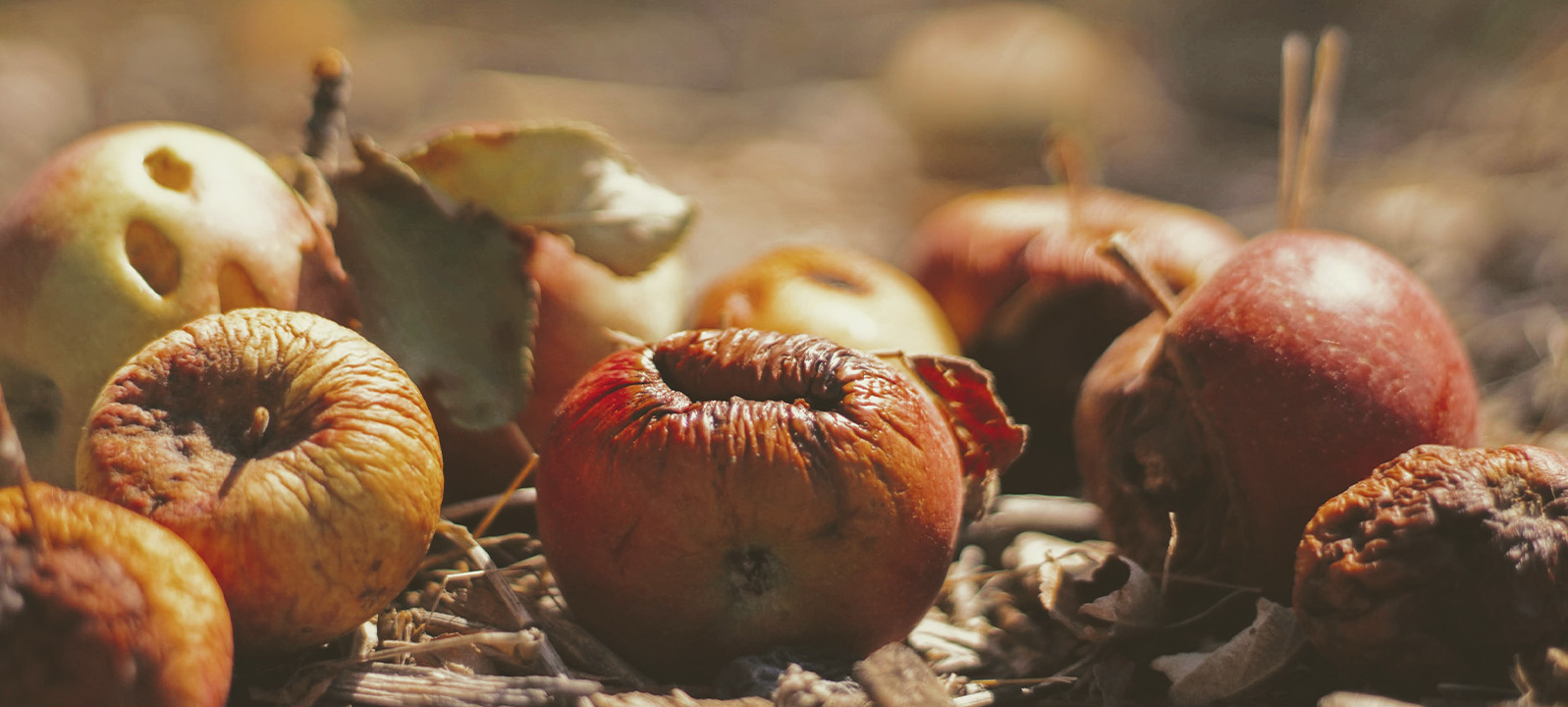 food waste 2